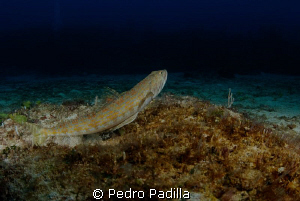 Lizardfish playard, Nikon D80 with 15mm lens and 2 ikelit... by Pedro Padilla 